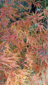 Acer palmatum Dissectum herfstkleur